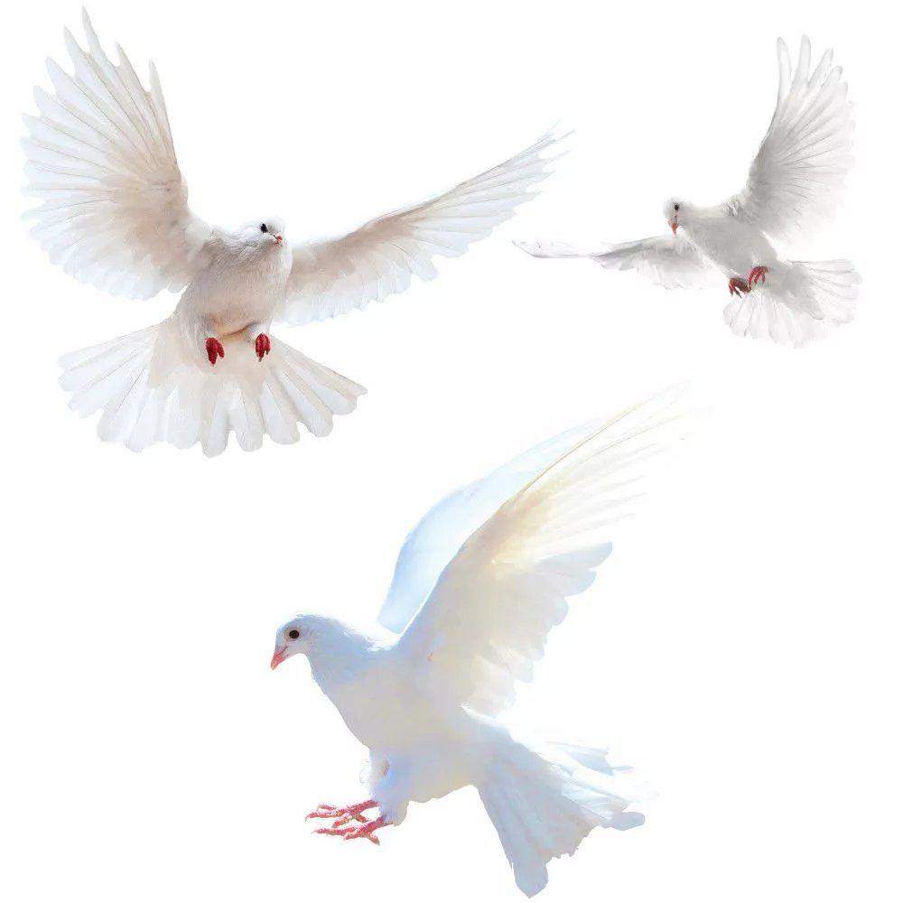 Peace Dove Wall Stickers for L - Xt Home Textiles 评论和价格